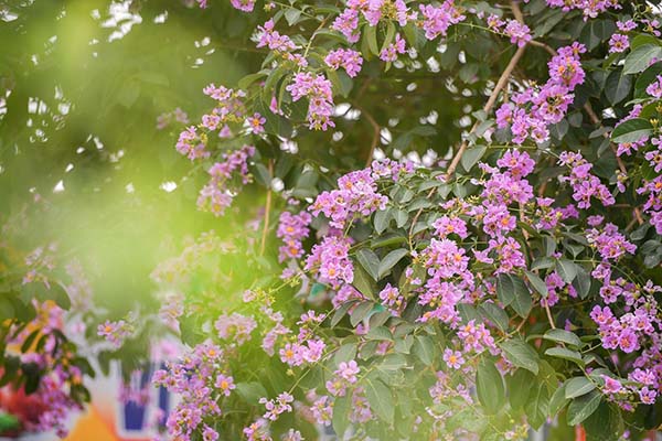 19 Hình ảnh hoa màu tím đẹp làm hình nền đẹp | Cây cối, Tử vi, Bồ công anh