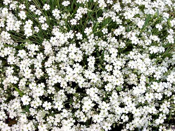 Ý nghĩa của bông bi trắng tượng trưng cho tình yêu tinh khiết