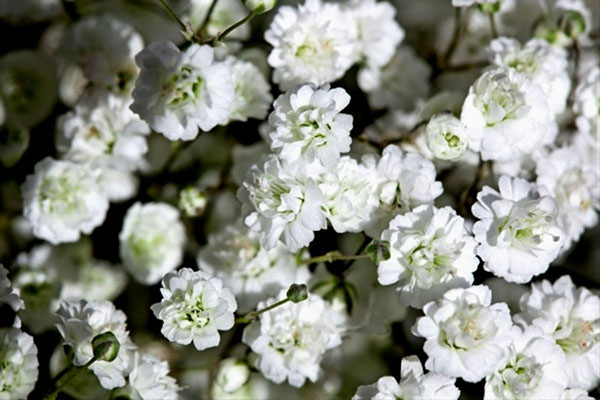 Hoa bông bi trắng đẹp (Hoa Baby) thể hiện tình yêu tinh khiết và ngây thơ