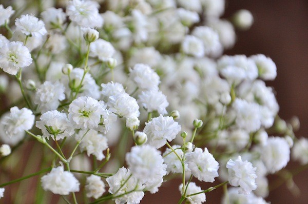 Hoa Baby hay còn gọi là hoa Chấm bi, hoa bi trắng