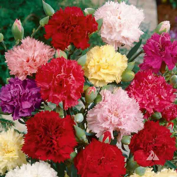Cách trồng hoa cẩm chướng cho ra nhiều hoa 