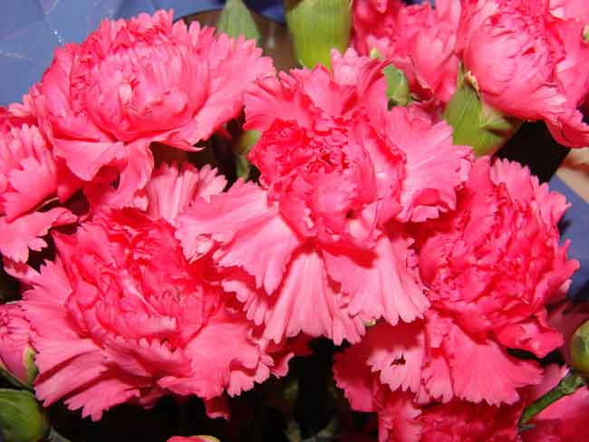 Đặc điểm của cây hoa cẩm chướng