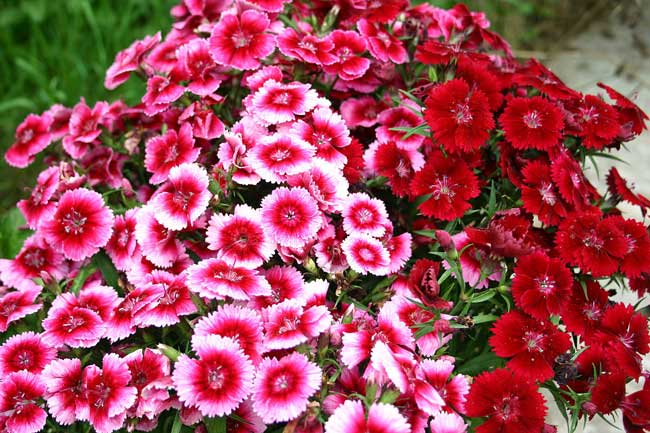Hình ảnh hoa cẩm chướng đẹp nhất