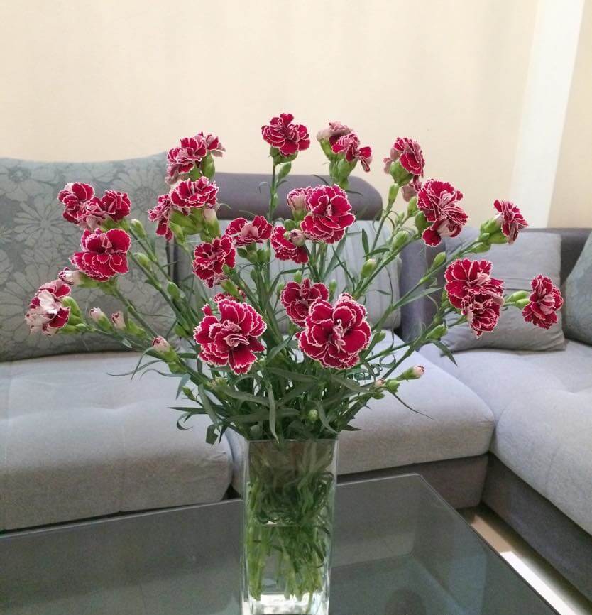 Chia sẻ]- Kinh nghiệm 5 cách cắm hoa cẩm chướng để bàn đơn giản, đẹp