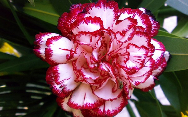 hoa cẩm chướng đỏ thường nở vào ngày xuân