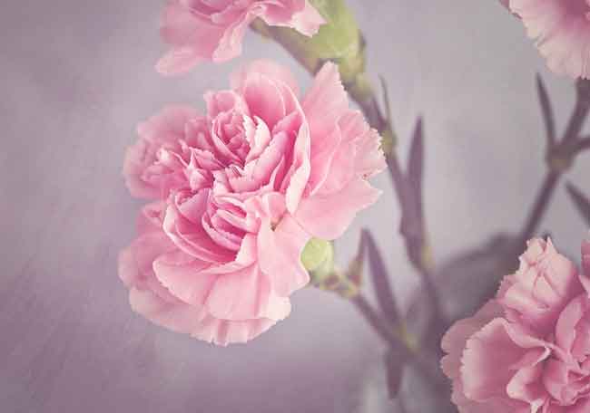 ý nghĩa hoa cẩm chướng hồng