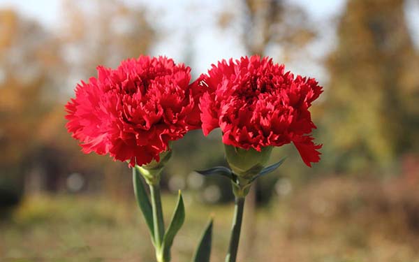 Hoa cẩm chướng đỏ 