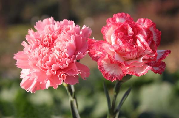 Hoa cẩm chướng hồng 