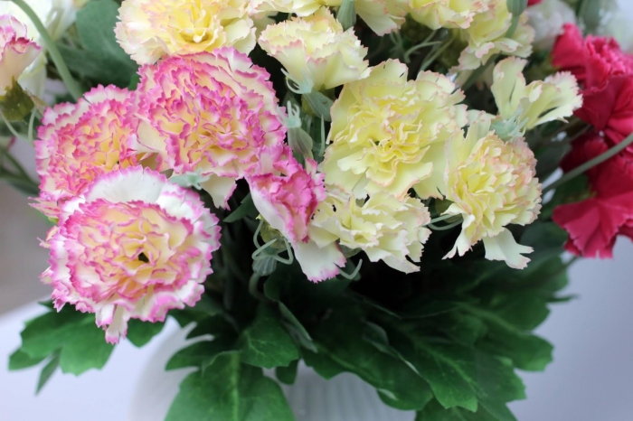 Hoa cẩm chướng sọc đại diện cho tình yêu chưa đến