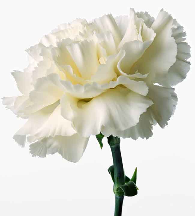 Hoa cẩm chướng trắng khoác lên mình sự ngọt ngào và đáng yêu 