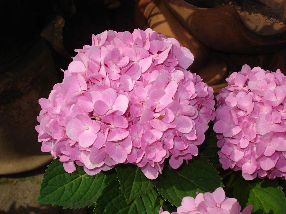 Hoa cẩm tú cầu màu hồng - dịu dàng sắc hoa