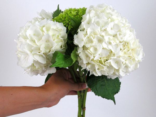 Hoa cẩm tú cầu trắng tinh khôi và thuần khiết