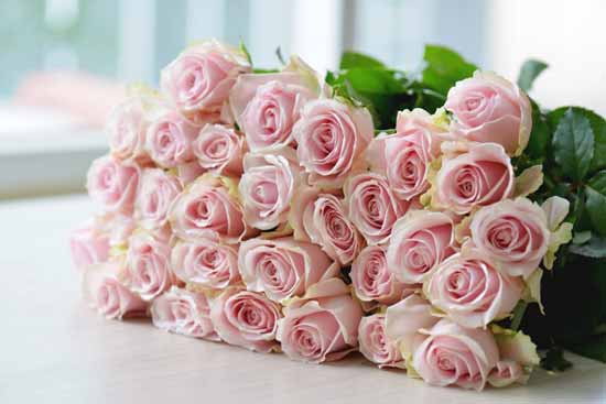 Hoa hồng cắt cành chất lượng