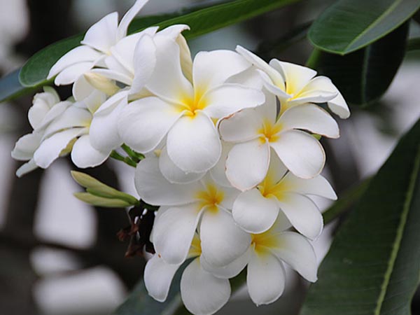 Hoa cây sứ trắng là biểu tượng của sự may mắn, khởi đầu mới