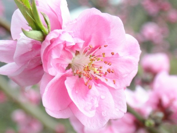 Hoa chưng bàn thờ ngày Tết bằng hoa đào là mang đến điều may mắn, mong một năm thịnh vượng