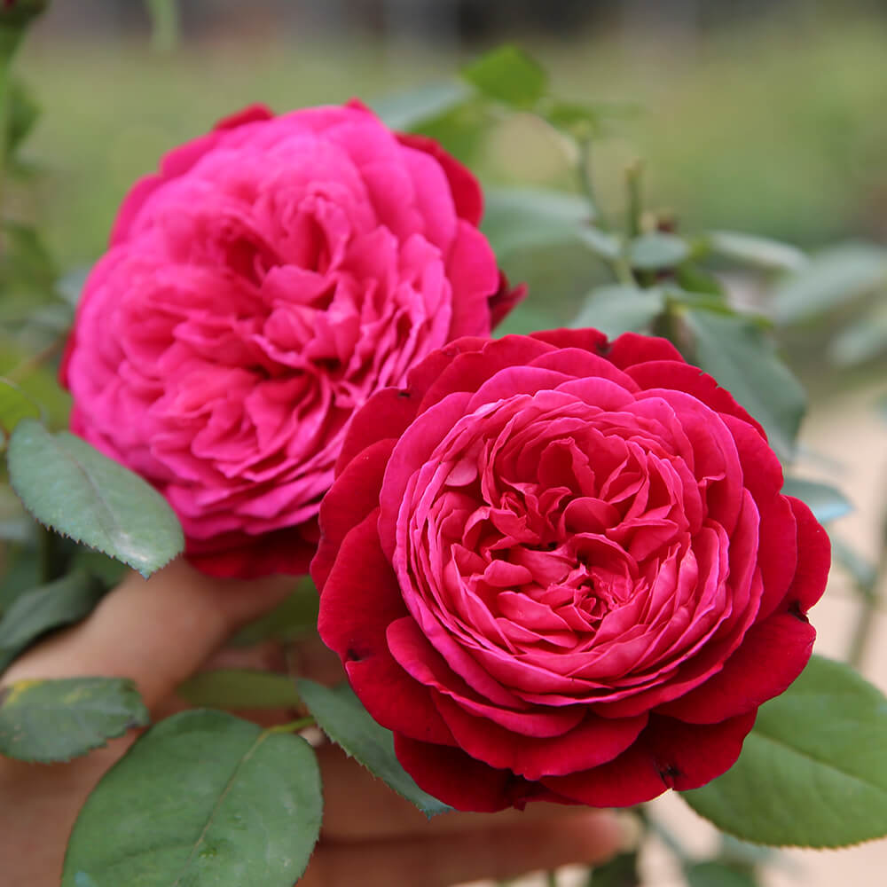 Hoa hồng chưng bàn thờ ngày Tết mang may mắn vào nhà