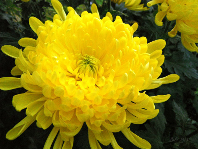 Hoa cúc đại đóa mang màu vàng rực rỡ