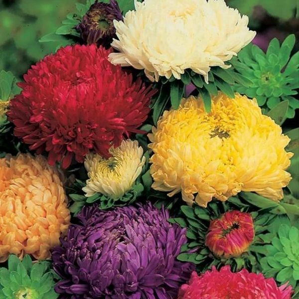 Hoa cúc đại đóa hiện nay có nhiều màu sắc