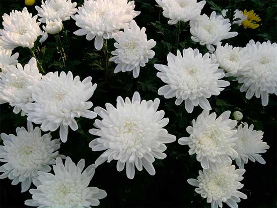 Dùng hoa cúc trắng trong tang lễ Hàn Quốc