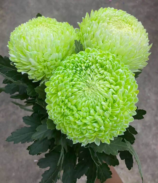 Hoa cúc mẫu đơn màu xanh lá thì lại có biểu tượng của một tình yêu đơn phương