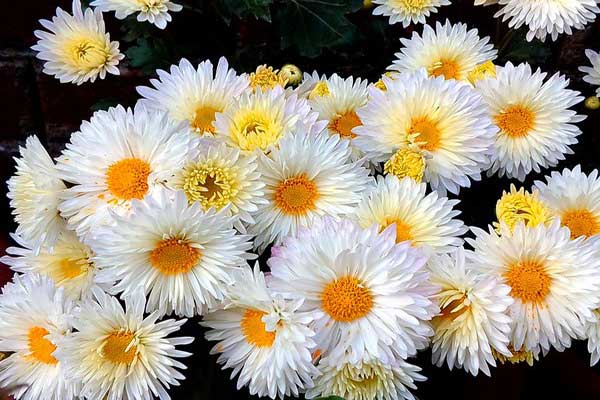 hoa cúc trắng chữa bệnh