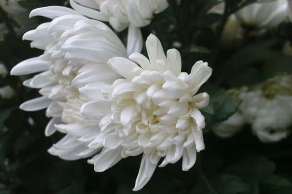 Hoa cúc trắng thường được dùng trong tang lễ