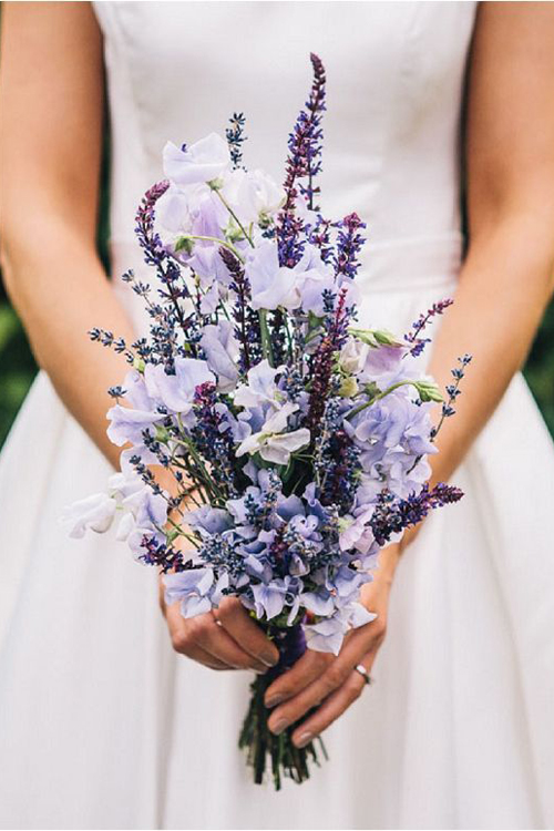lavender hoa đẹp cho tình yêu