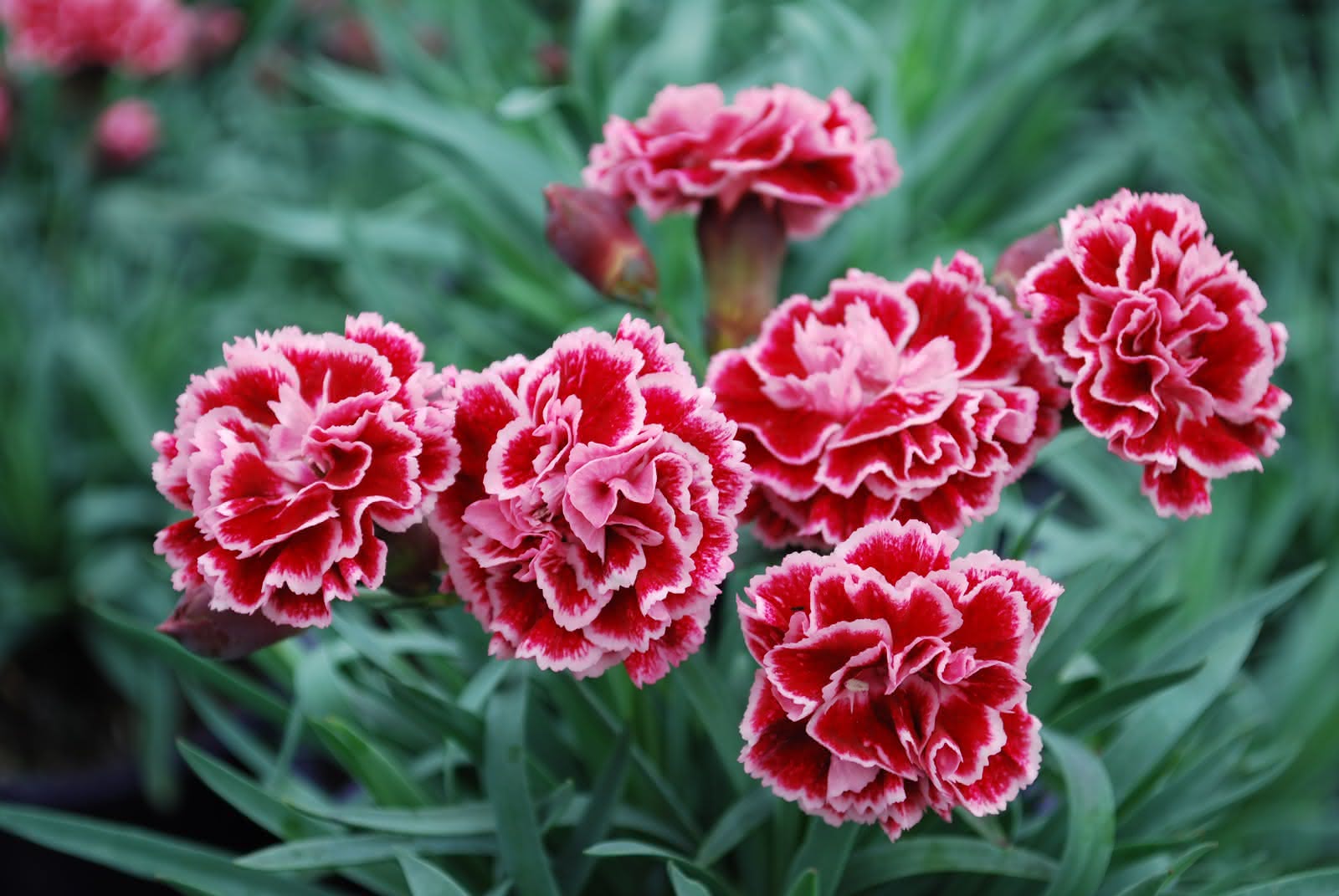 Hoa cẩm chướng tháng 10 nở rộ với hương thơm quyến rủ