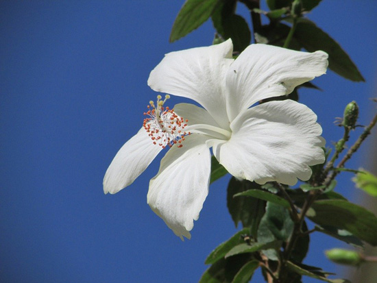 Hoa dâm bụt màu trắng