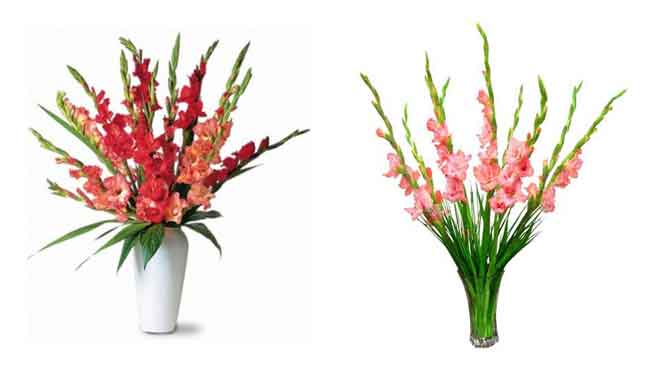 Hoa để bàn tuyệt đẹp tượng trưng cho ngày tết nhiều ý nghĩa Hoa để bàn tuyệt đẹp tượng trưng cho ngày tết nhiều may mắn