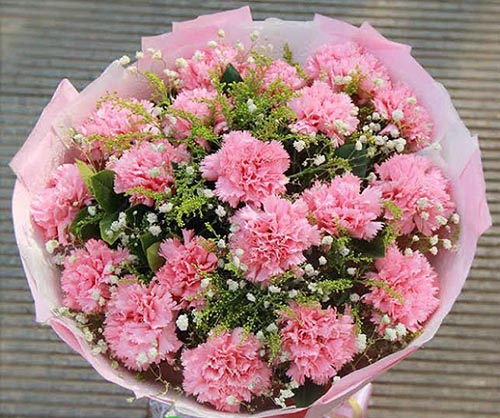 Hoa cẩm chướng hoa của tháng giêng