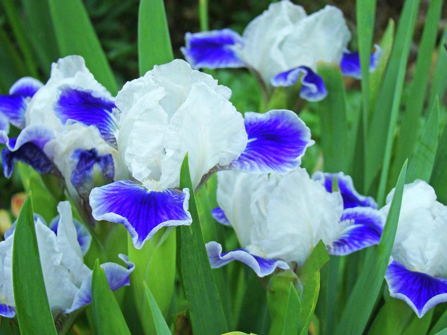 Hoa diên vĩ trắng xanh độc đáo