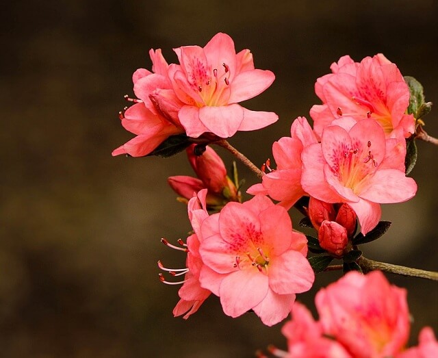 Cây đỗ quyên: Thưởng thức vẻ đẹp đầy mê hoặc của cây đỗ quyên, một loài hoa biểu tượng của miền núi và rừng núi Việt Nam. Nét mềm mại và trang nhã của hoa cùng đường cong uyển chuyển của cành cây sẽ mang đến cho bạn những trải nghiệm tuyệt vời.