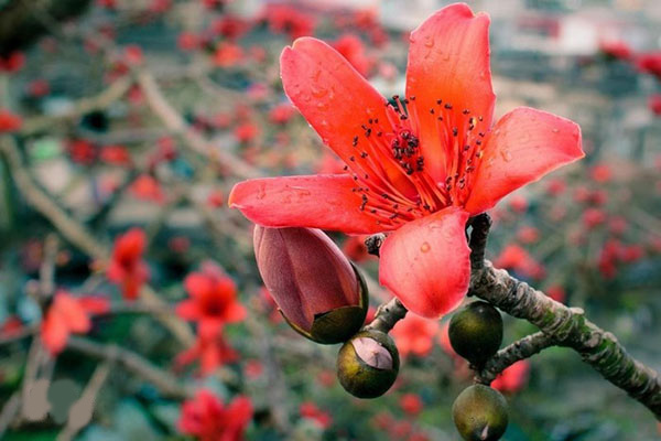 Hoa gạo đỏ là loài hoa rực rỡ và đẹp mắt trong truyền thống Việt Nam. Hãy chiêm ngưỡng hình ảnh của hoa gạo đỏ để cảm nhận sự tinh tế và huyền bí của nét đẹp Á Đông.