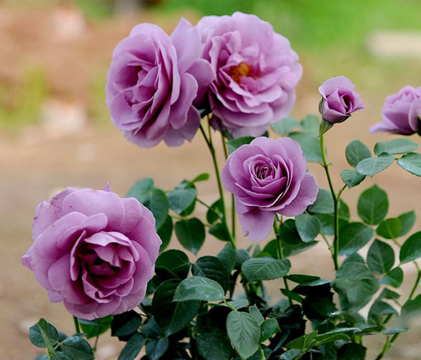 Hoa hồng tím là biểu tượng của tình cảm chân thành