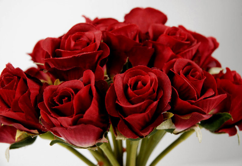 Hoa hồng tượng trưng cho khát vọng và đam mê