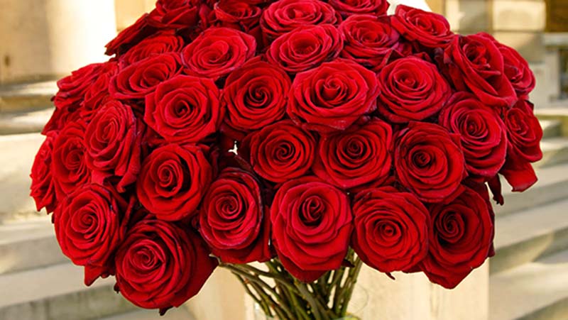Hoa hồng Ecuador tượng trưng cho tình yêu mãnh liệt