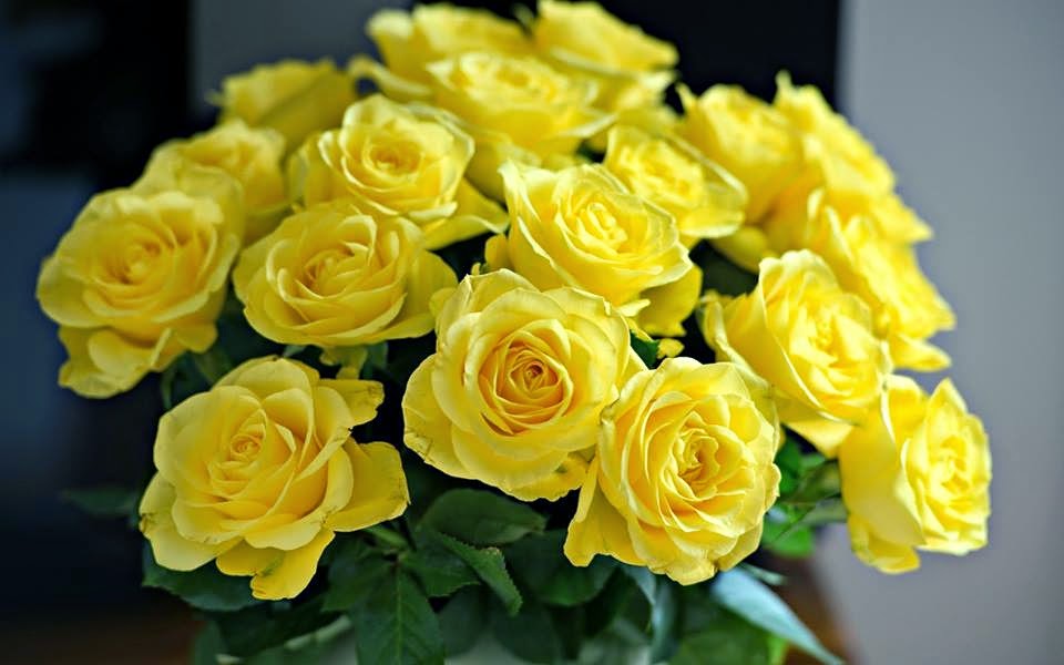 Hoa hồng Ecuador vàng sang trọng