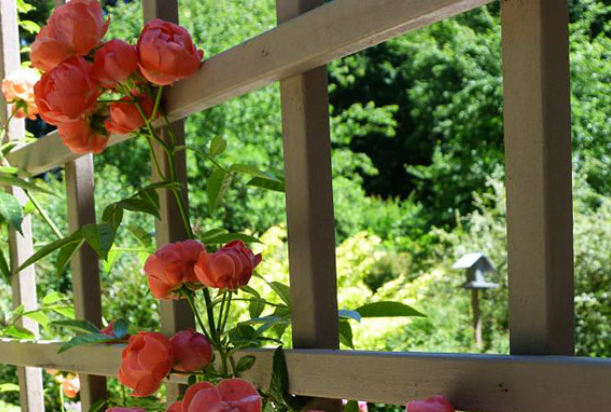 Hoa hồng baby tô điểm vườn nhà thêm đẹp