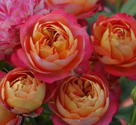 Hoa hồng baby màu cam tuyệt đẹp