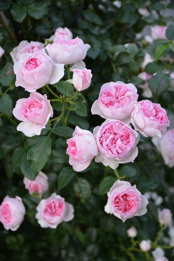 Hoa hồng bán leo hồng nhạt trong khu vườn hồng