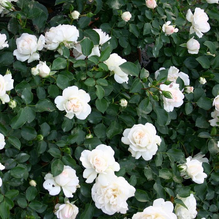 Hoa màu trắng luôn mang đến cho chúng ta một cảm giác thanh lịch và sang trọng. Hình ảnh những loài hoa trắng trong tình huống khác nhau sẽ khiến bạn muốn chiêm ngưỡng mãi mãi. Hãy bắt đầu cuộc hành trình khám phá vẻ đẹp đơn giản, tinh khiết nhưng đầy trọn vẹn qua hình ảnh hoa màu trắng.