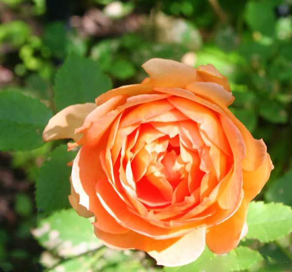 Ý nghĩa hoa hồng cam xinh đẹp