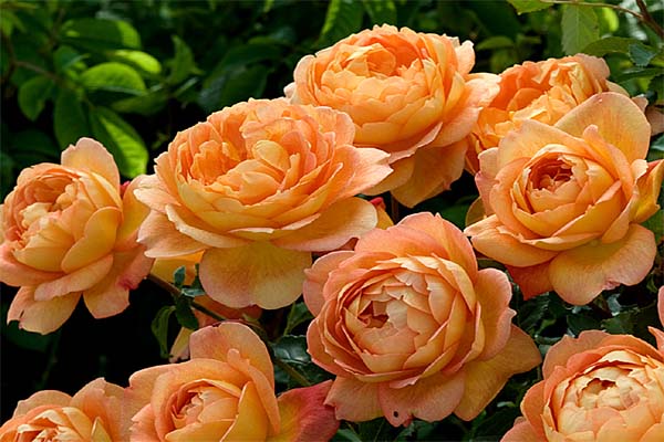 Những bông hoa hồng cam cẩm my đẹp