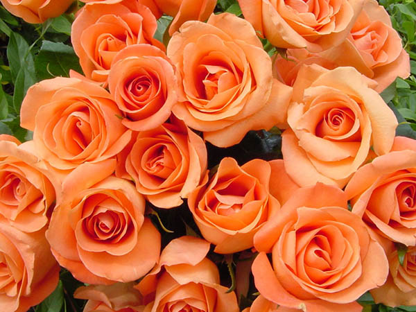 Hoa hồng cam nhạt dễ thương