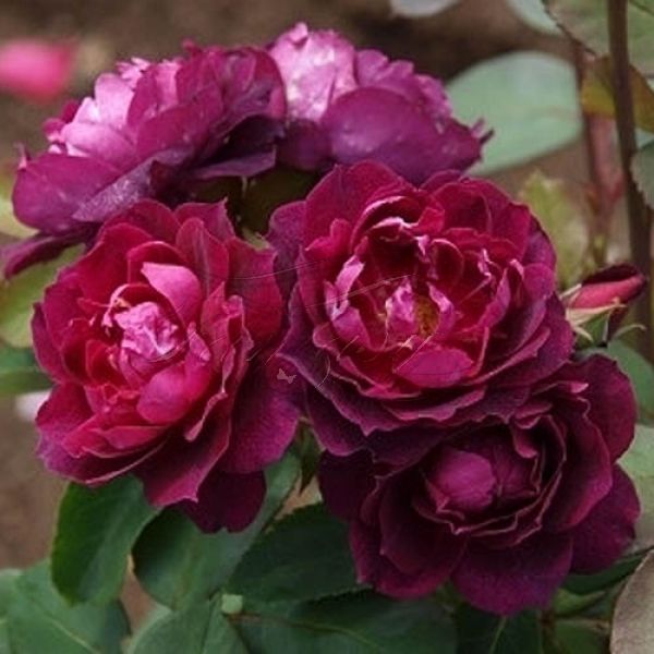 hoa hồng tím cardinal de richelieu