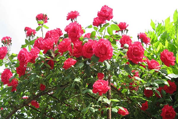 Hoa hồng cổ Hải Phòng đua sắc đỏ