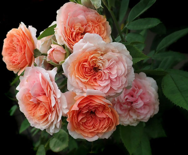 hoa hồng David Austin đẹp nhất trên thế giới