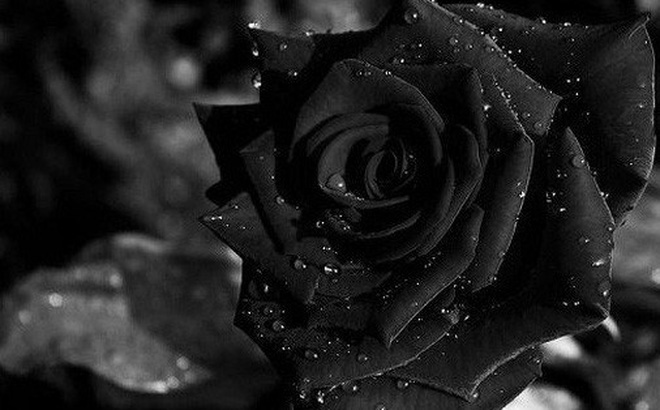 hoa hồng màu đen được sử dụng để phản ảnh điều ác
