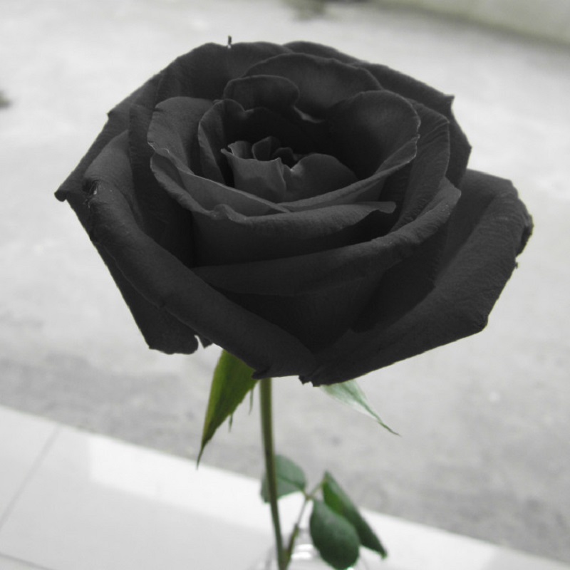 Sự cô đơn, lạnh lùng của hoa hồng đen